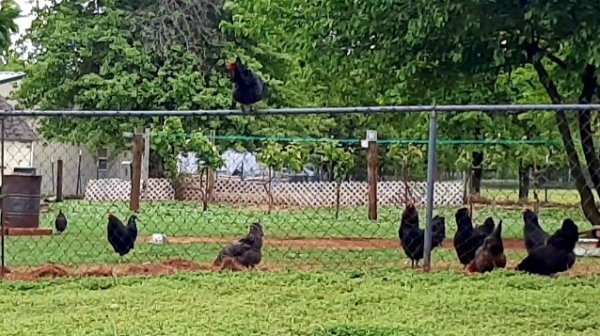 mixed flock of chickens in a yard separated by a chainlink fence