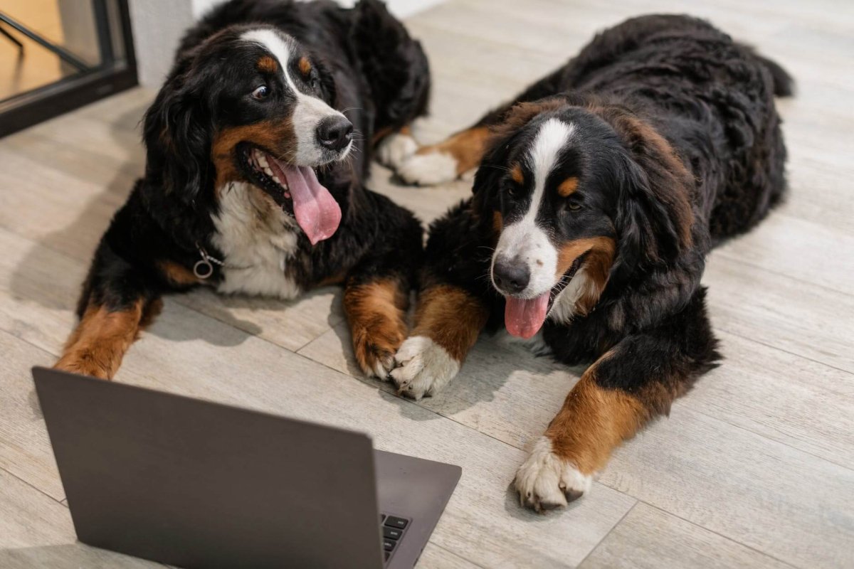 two bernese mountain dogs lying on floor