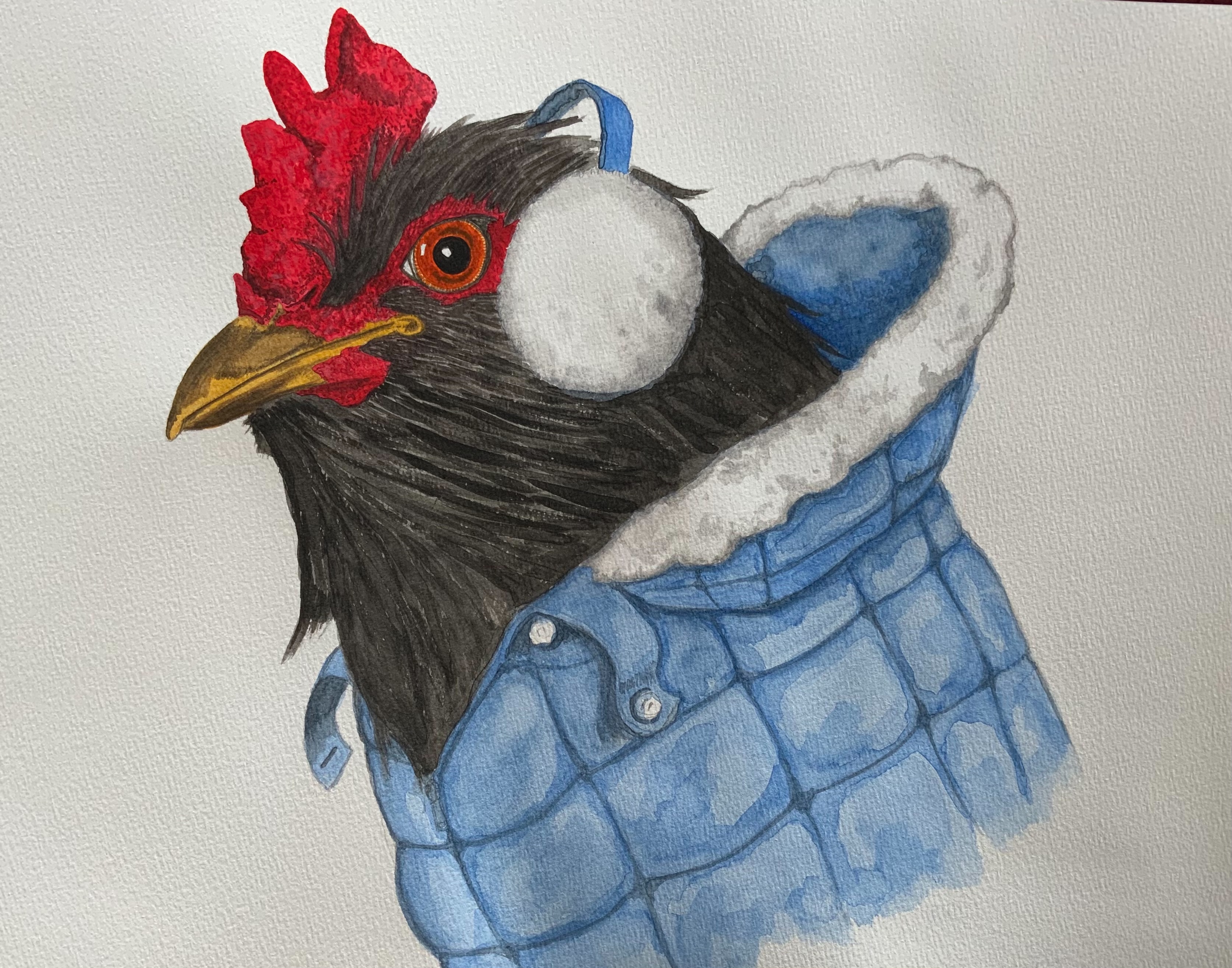 Cold Rooster in Watercolor Courtesy of Paul Smith