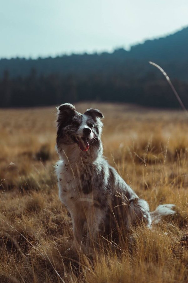 border collie in the countryside
