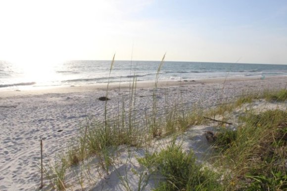 sandy beach with scrub grass