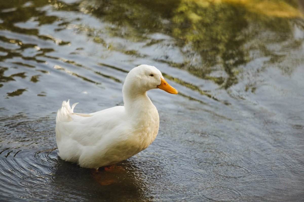 close up shot of a white pekin duck on the pond