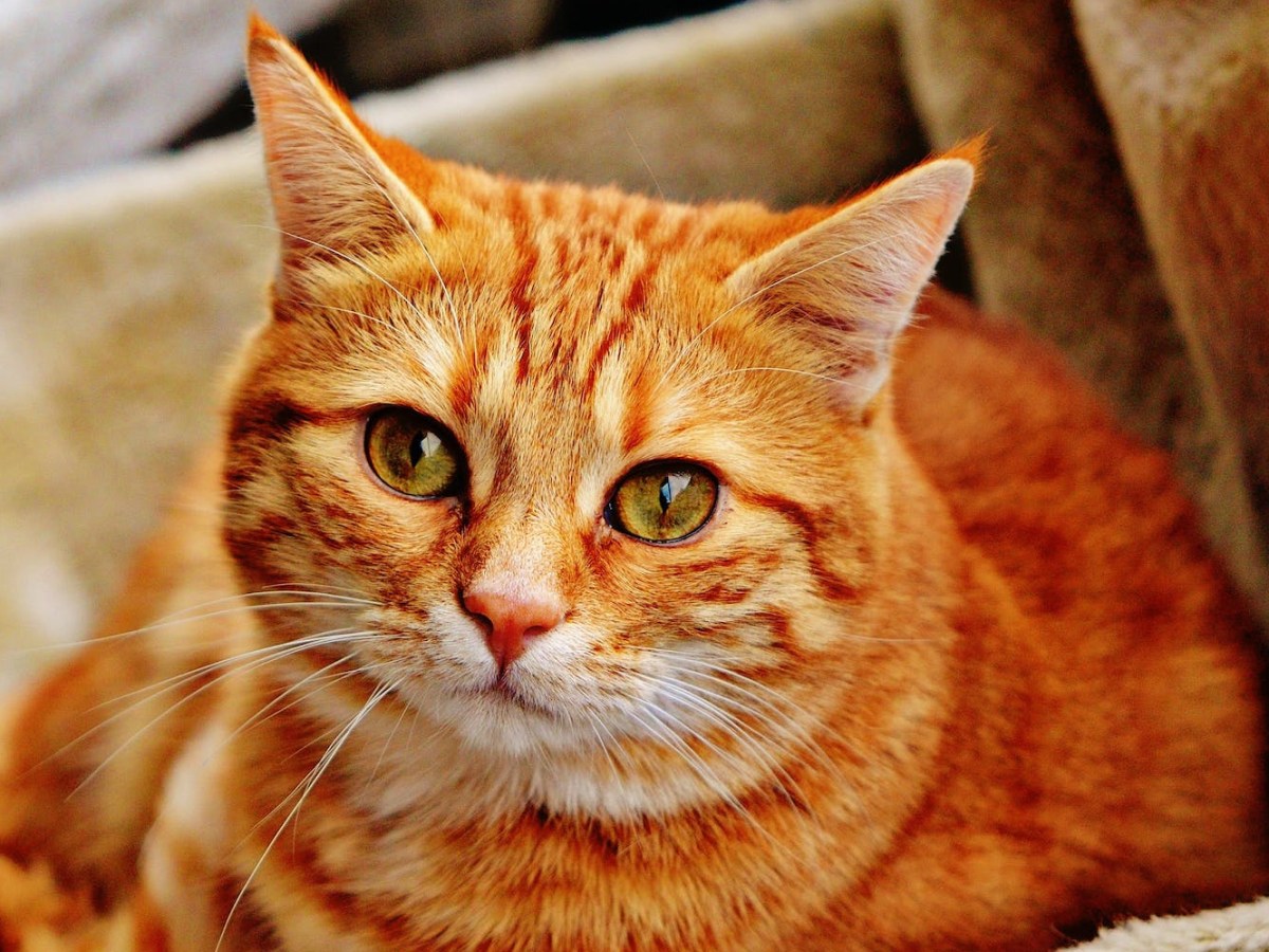 Cats Gain Weight after&nbsp;Spaying