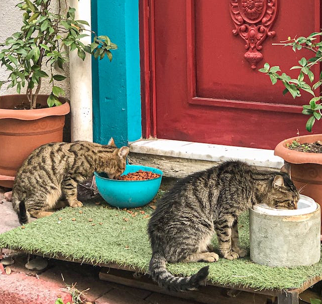 2 cats eating out of huge bowls outside by red door