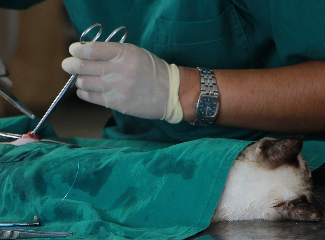 person in scrubs performs surgery on sedated cat