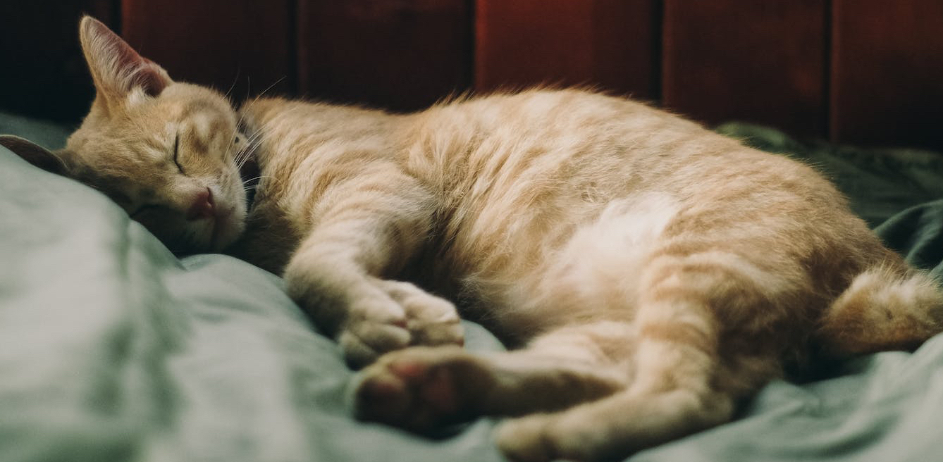 orange tabby cat lying on a green surface