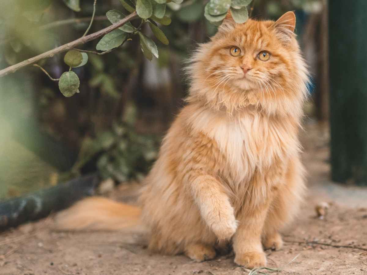 HCM Heart Disease in&nbsp;Cats