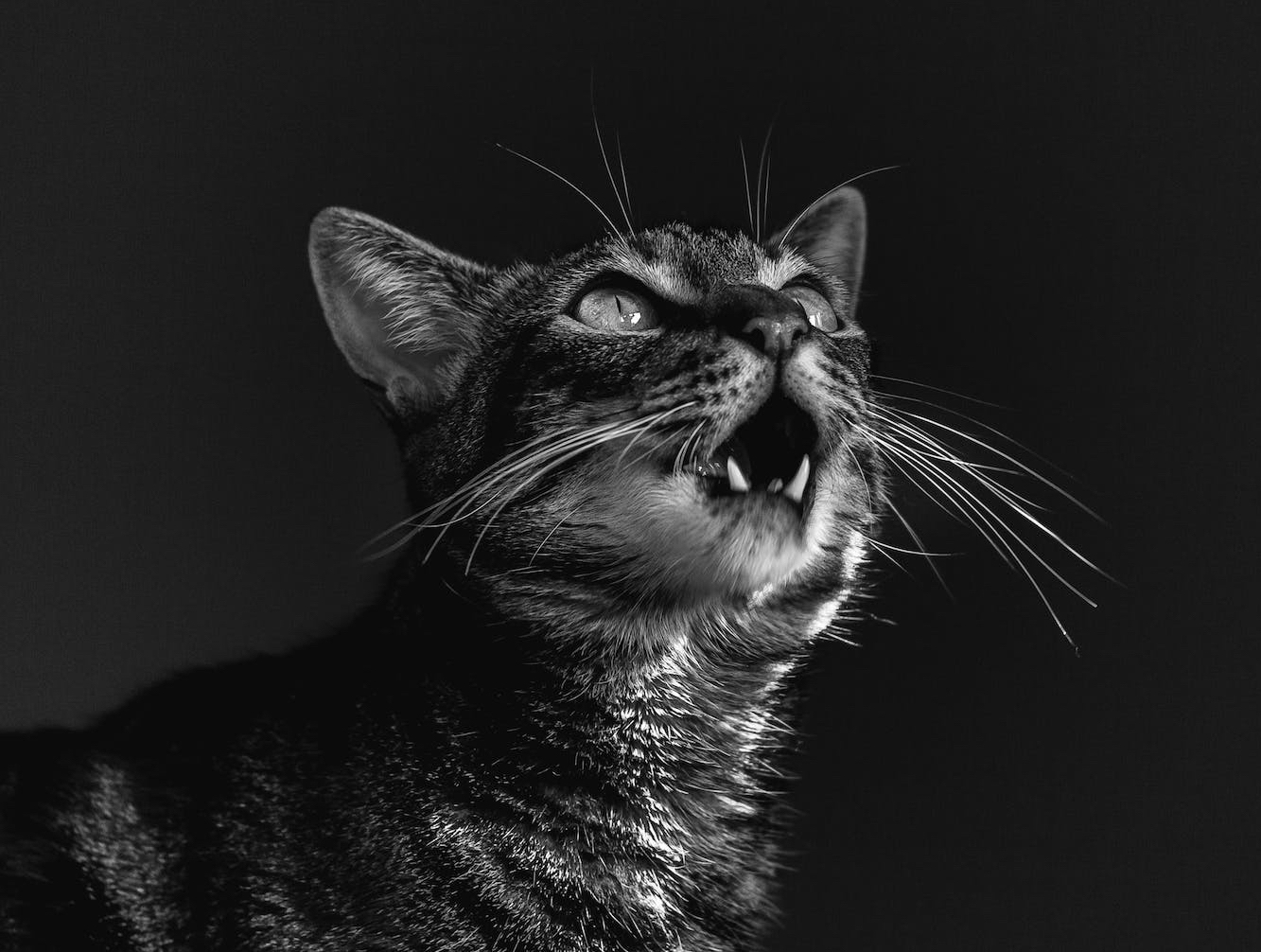 black and white photograph of a cat meowing