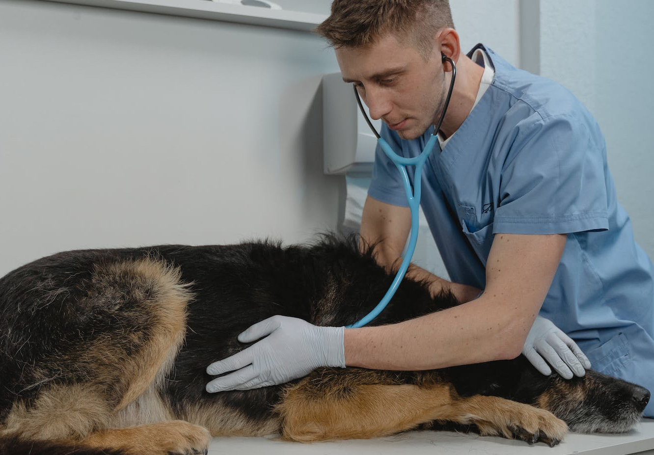 a veterinarian checking a sick dog using a stethoscope