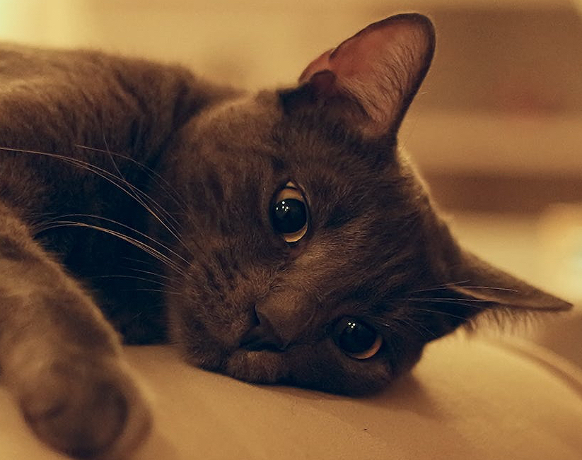 black and grey cat with short hair on a white surface