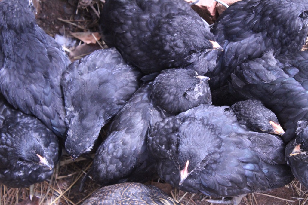 black juvenile chickens huddle together