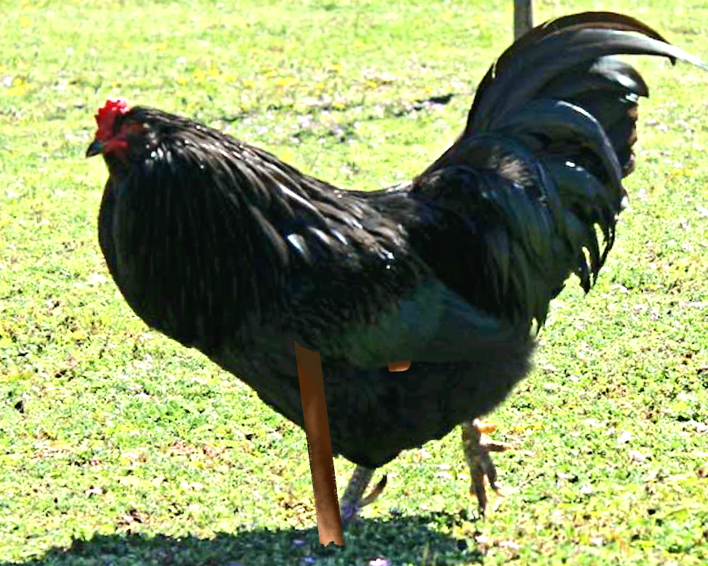 black rooster outside with a digitally superimposed cane
