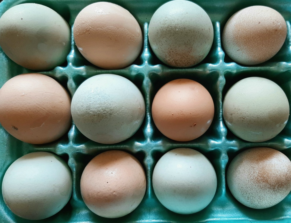 different colored eggs in a green styrofoam egg carton