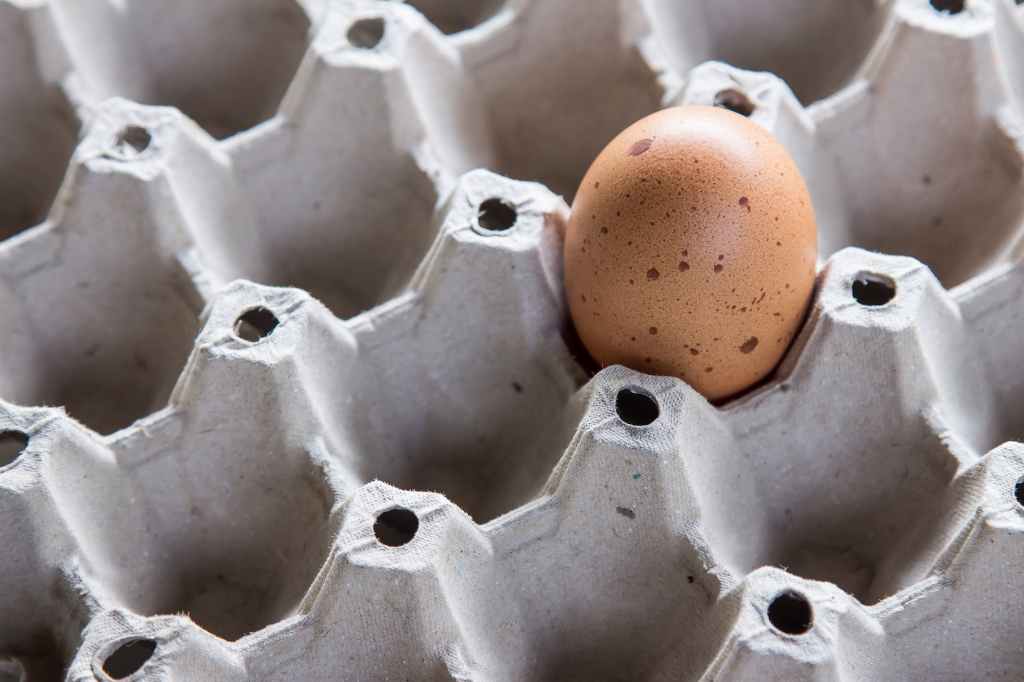 mottled dark brown chicken egg in a biodegradable egg flat