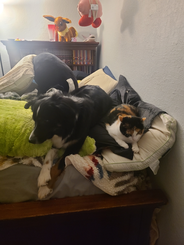 calico cat and Australian Shepherd lying beside each other on a bed