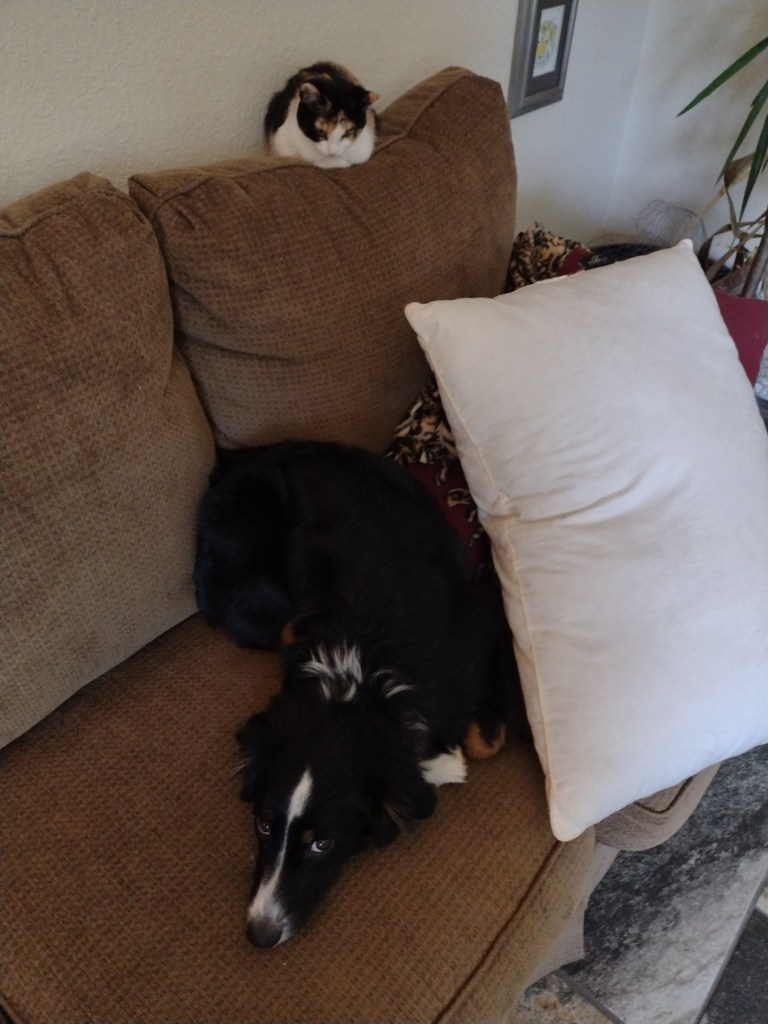 calico cat and black and white dog on a brown couch