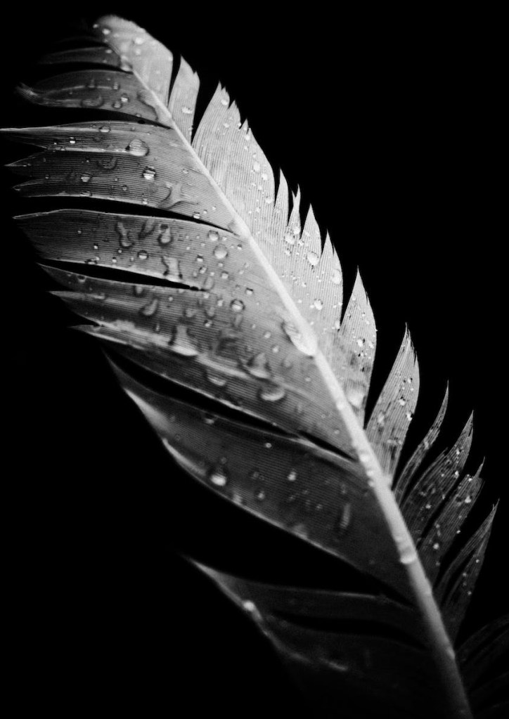 wet white feather in close up shot