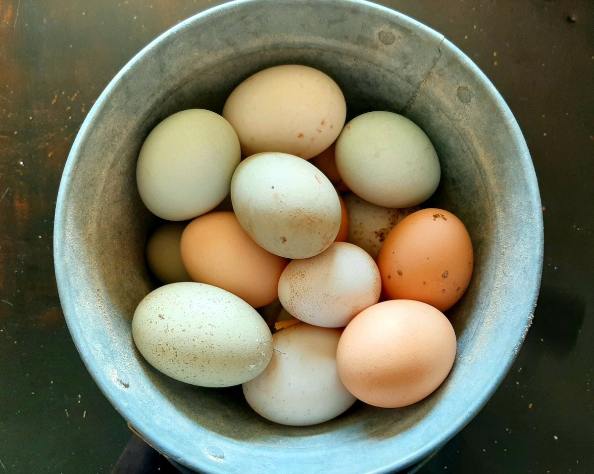 metal bucket of different colored chicken eggs