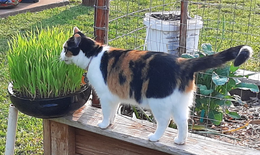 calico cat eating cat grass in black planter on raised garden