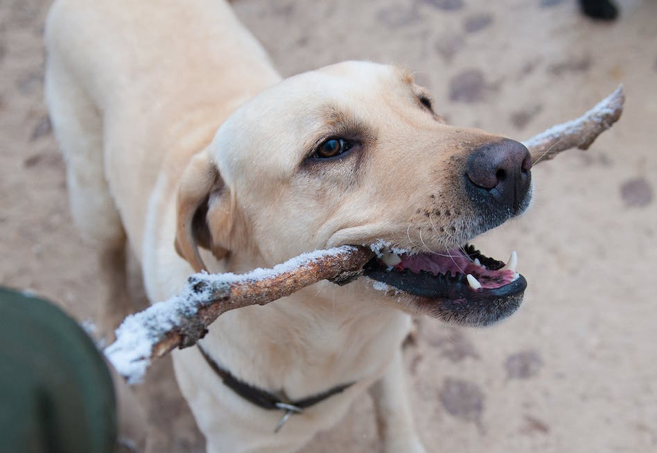 stick in yellow Labrador retriever's mouth
