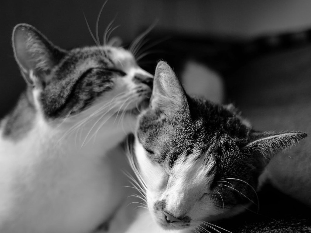 black and white picture of 2 cats bathing each other