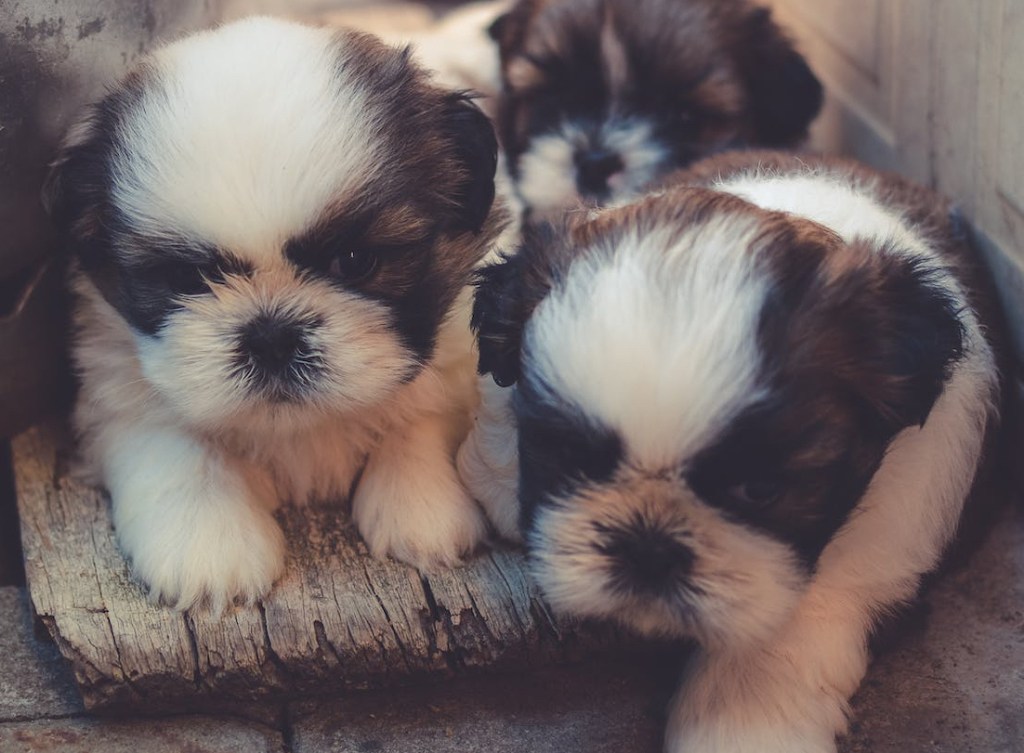 white and brown puppies on wooden board