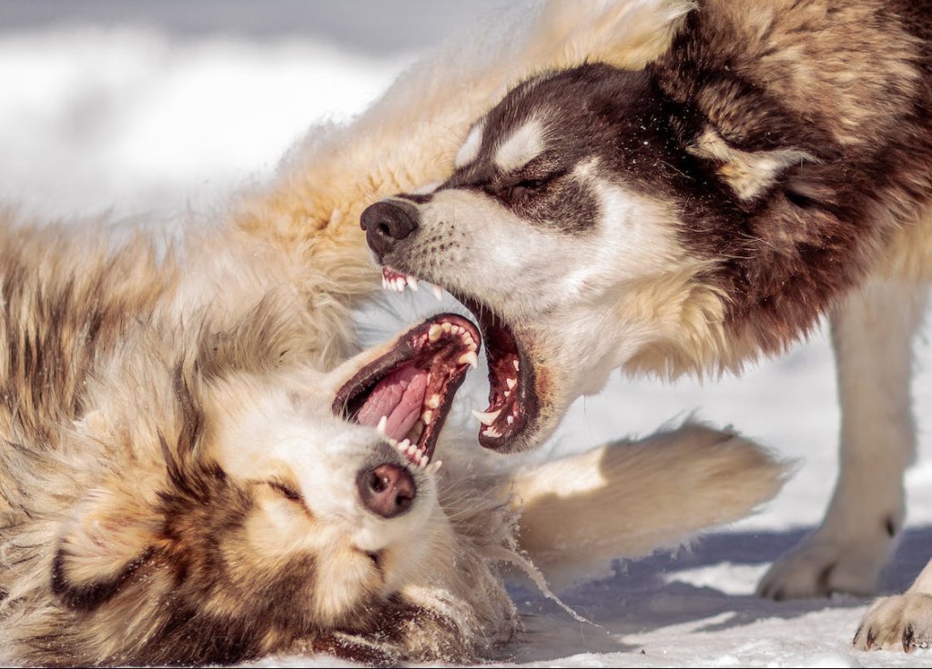 huskies fighting with and biting each other