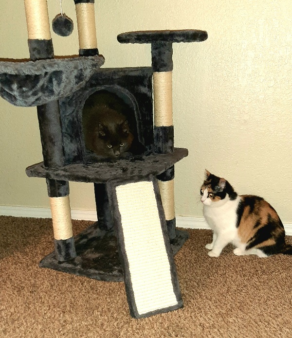calico cat and gray cat playing around a cat tree