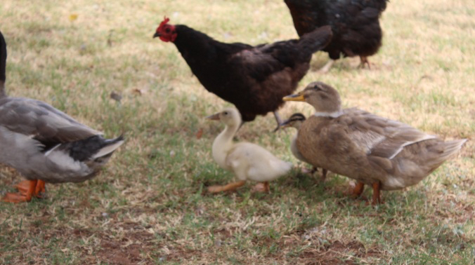 black chickens with mixed breed of ducks on the grass outside