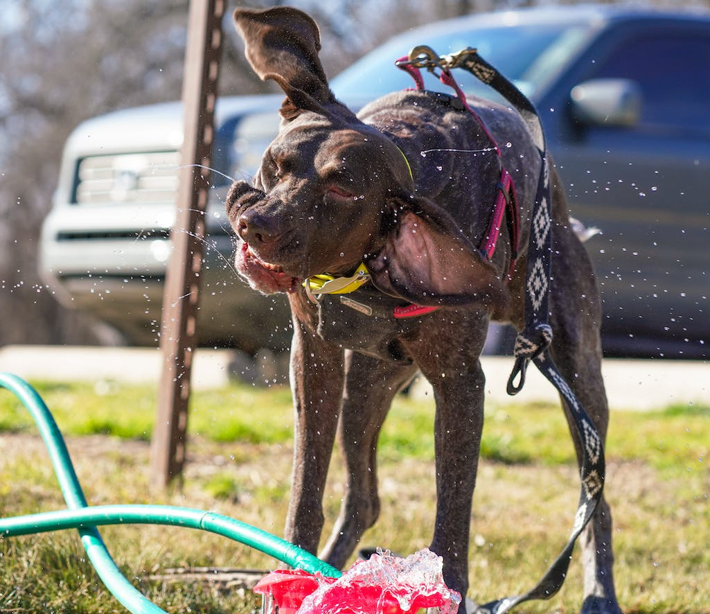 brown dog shaking itself near water and a hose