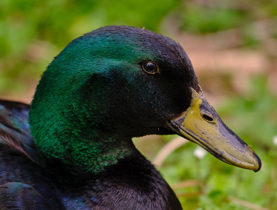 close-up headshot of a black Cayuga duck with green and purple sheen on its feathers sitting on grass