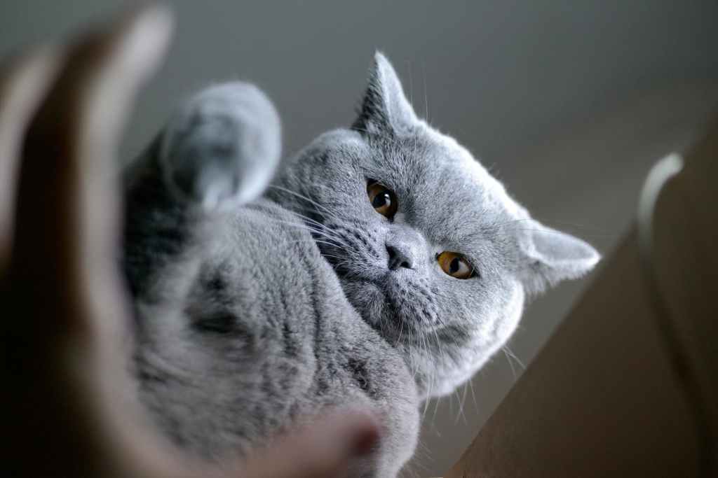 gray British Shorthair cat looking at the camera