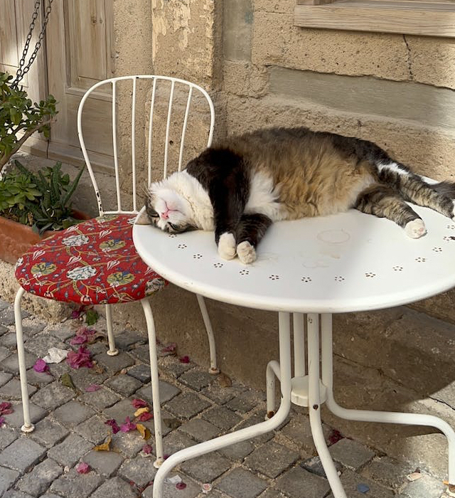 big black, gray and white cat lying on a table outside of a building