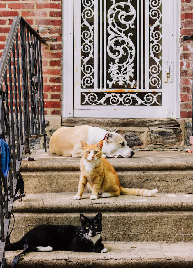 one black and white cat lying on a step with one orange cat on another step, and one white and tan dog lying on a step above that cat in front of a white decorative screen door outside