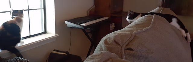 black and white cat lying over cushions of a gray couch, watching a calico cat sitting on a windowsill that's looking out the window