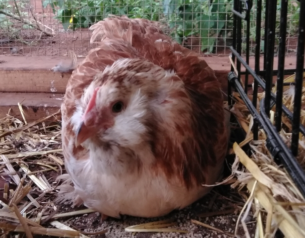 cream and reddish brown chicken sitting on a dirt floor next to a crate with straw and feed around it