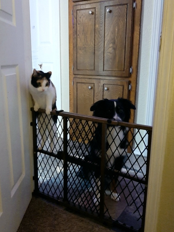calico cat standing on pet gate next to black and white Australian Shepherd dog behind the gate looking into a room on the other side of the gate