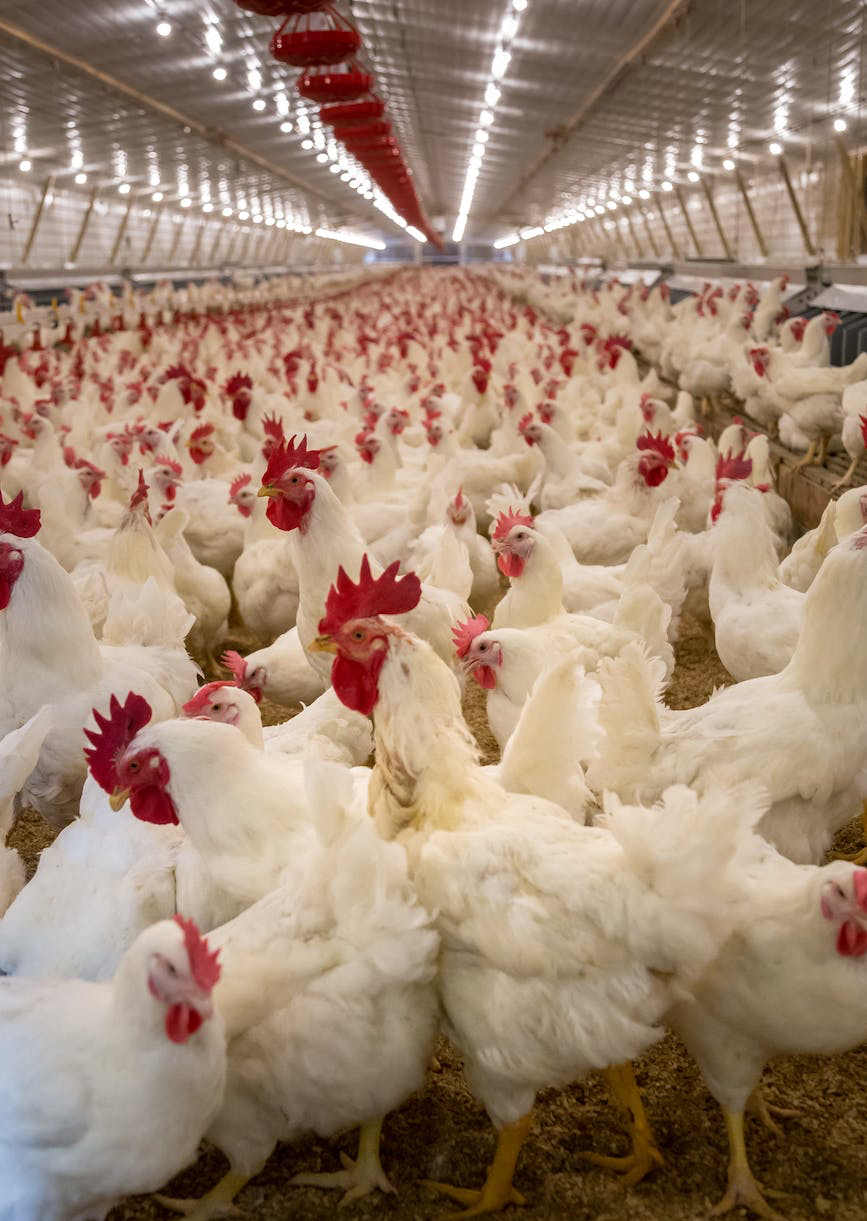 commercial chicken coop with hundreds of white chickens