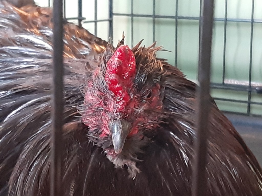 close-up shot of face of black rooster with a bloody face