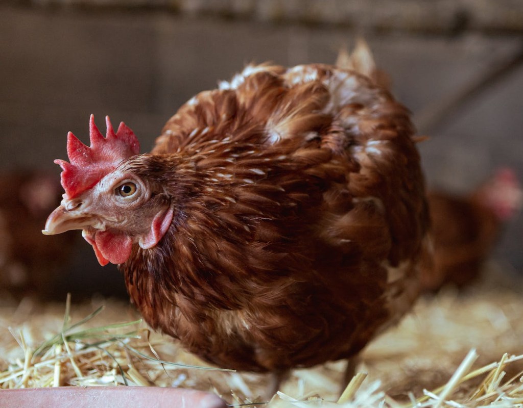 close up of a red chicken in barn on straw