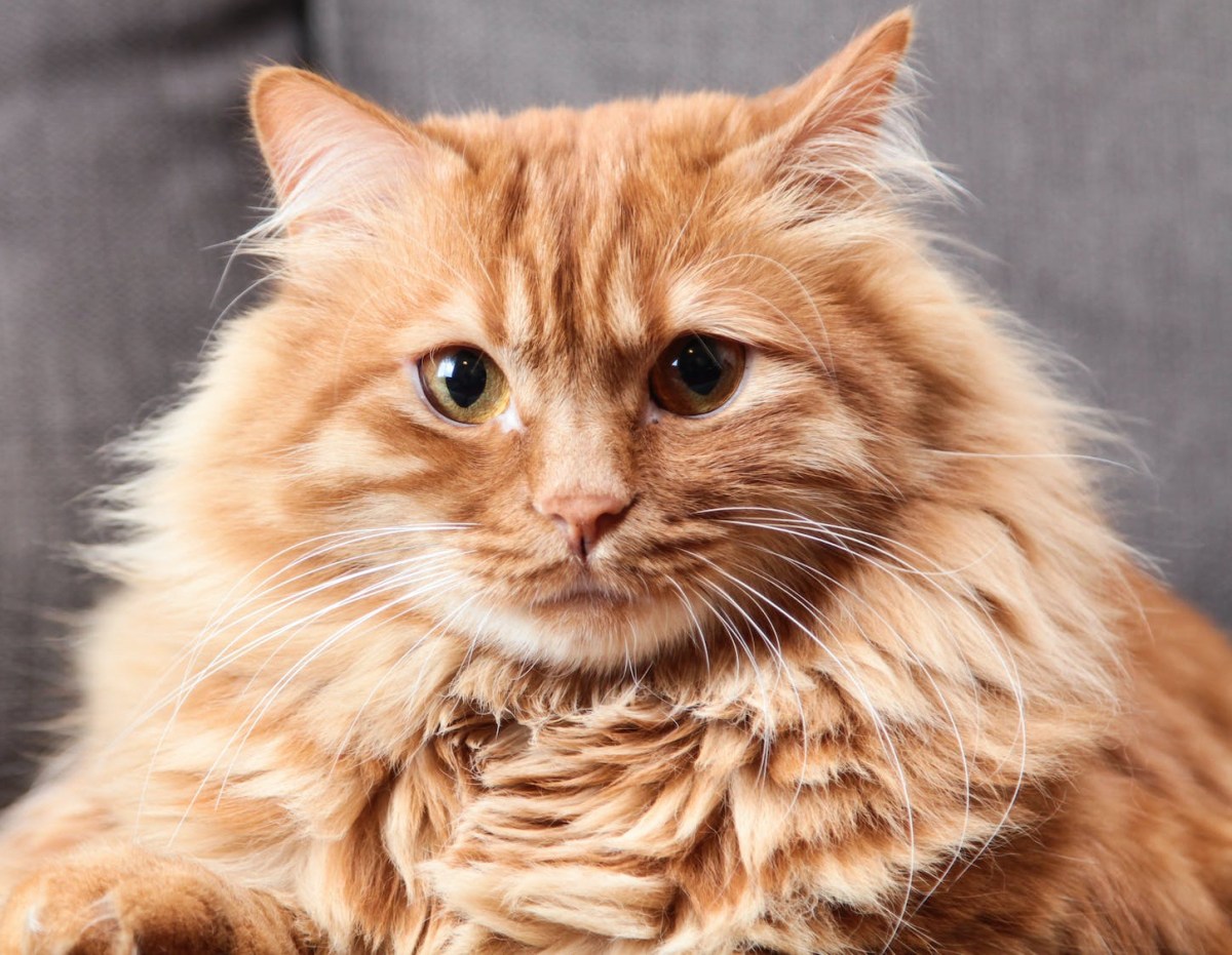 tan long haired cat