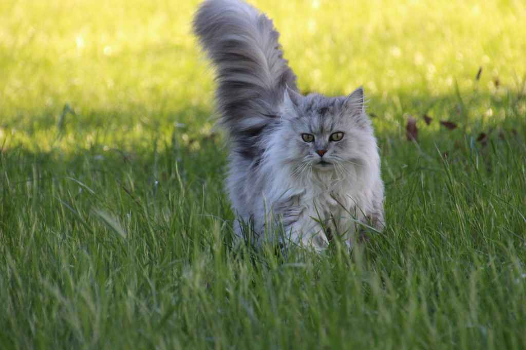 Asian gray longhair cat on grass