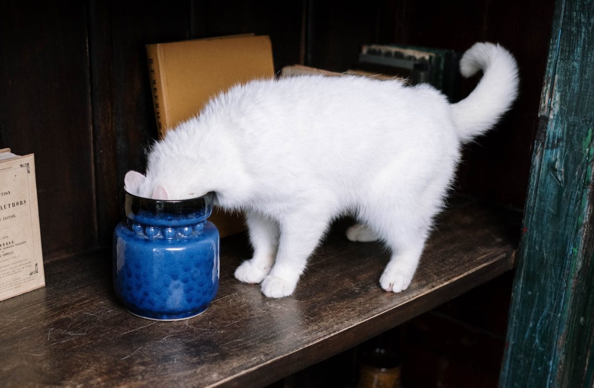 white cat standing on a book shelf with its head in a blue canister