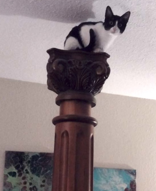 black and white cat standing on a wooden bedpost near the ceiling