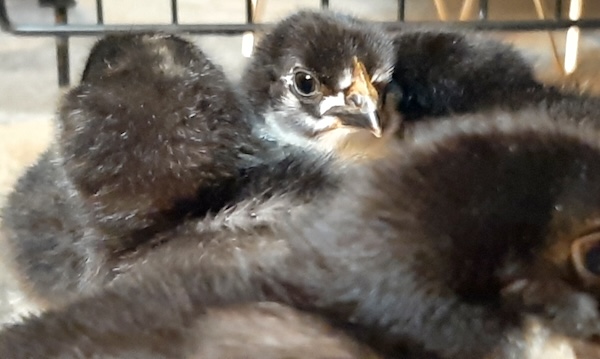 up close view of a few black and white chicks