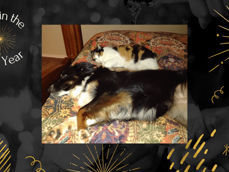 How to Celebrate New Year’s Eve with&nbsp;Pets