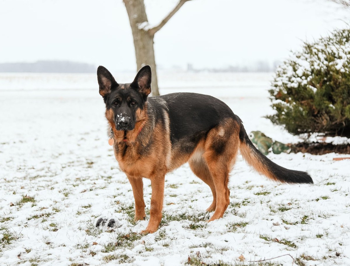 dark German shepherd dog outside in snow