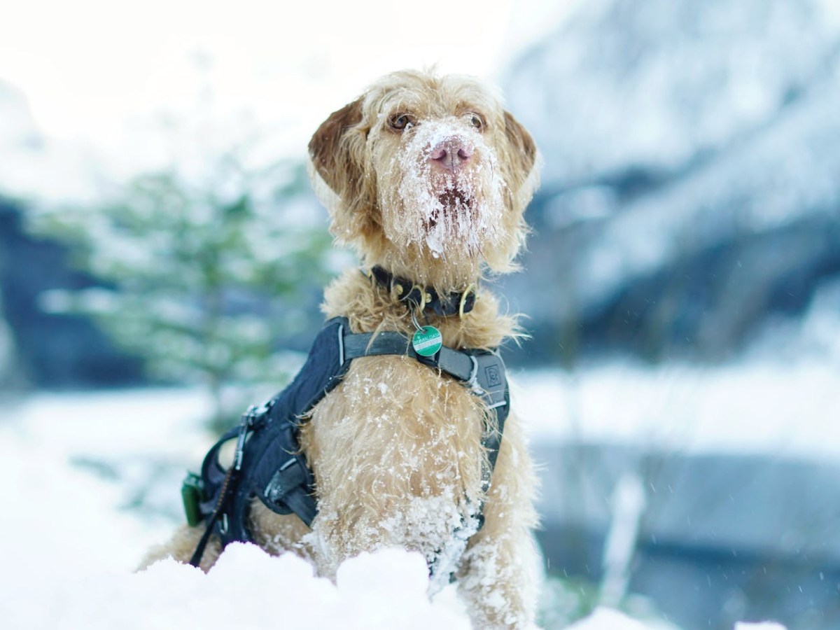 How Cold is Too Cold to Leave Your Dog&nbsp;Outside