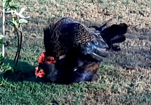 spotted rooster mating a black hen on the grass outside
