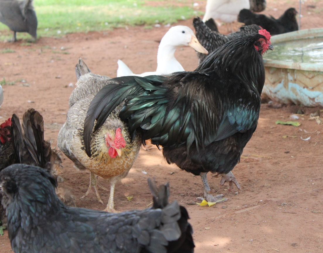 white duck next to a black rooster with mixed flock of birds around them